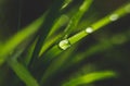 Rain frops on the green grass leaves