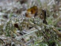 The frost on the grass after freezing rain