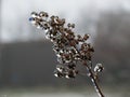 The frost on the grass after freezing rain