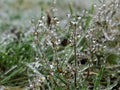 The frost on the grass after freezing rain