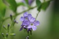 After rain garden. Small purple flowers Sky flower or Golden dew drop with dew drop on petal