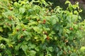 Rain generously pours ripening garden and shrubs of growing raspberries