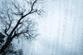 Rain on glass window with dead tree background Royalty Free Stock Photo