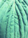 After Rain Green leaf Close Up Texture Summer Plant from Botanical garden Royalty Free Stock Photo