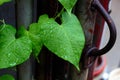 After the rain, the green leaves are so ripe they seem to be dripping