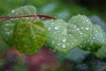 After the rain, the green leaves are so ripe they seem to be dripping