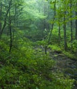 After a Rain, Greenbrier, TN Royalty Free Stock Photo