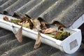 Rain Gutter Cleaning from Leaves in Autumn. Clean Your Gutters Before They Clean Out Your Wallet. Rain Gutter Cleaning. Royalty Free Stock Photo