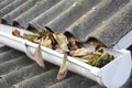 Roof Gutter Cleaning from Leaves in Autumn. Leaves and Dirt in the Rain Gutter. Royalty Free Stock Photo