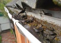 Rain Gutter Cleaning from Leaves and Dirt. Roof Gutter Drainage Cleaning Tips. Clean Your Gutters Before They Clean Out Your Royalty Free Stock Photo