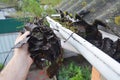 Rain Gutter Cleaning from Leaves and Dirt with Roofer Hand.  Roof Gutter Pipe Cleaning Tips. Clean Your Rain Gutters Before They Royalty Free Stock Photo