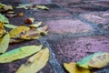 Rain gutter full of autumn leaves Royalty Free Stock Photo