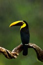 Rain in jungle. Big beak bird Chesnut-mandibled Toucan sitting on the branch in tropical rain with green jungle background. Wildli