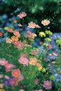 Rain-Kissed Blooms: Wildflower Symphony