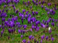 Rain-Kissed Crocuses Royalty Free Stock Photo