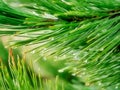 Rain-kissed Evergreen Needles Royalty Free Stock Photo