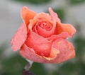 Rain Kissed Rose Royalty Free Stock Photo