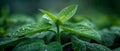 Rain-kissed Soybean Sapling - Essence of Growth. Concept Nature Photography, Rainy Days, Fresh