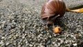 Large african snail climbing on a flagstone floor after rain Royalty Free Stock Photo