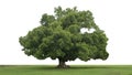 Rain large tree (Albizia saman), tropical tree