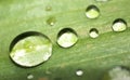 After a rain on a leaf Royalty Free Stock Photo
