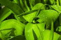 After a rain on a leaf Royalty Free Stock Photo