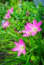 Rain lilies Royalty Free Stock Photo