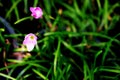 Rain Lilies flower. Royalty Free Stock Photo