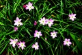 Rain Lilies flower. Royalty Free Stock Photo