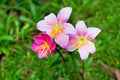 Rain lilly pink flower