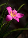 Rain Lily Royalty Free Stock Photo