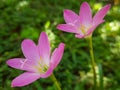 Zephyranthes - a Rain Lily Pink Flowers Royalty Free Stock Photo