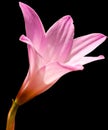 Rain Lily Royalty Free Stock Photo