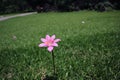 Rain Lily or Fairy Lily. Flowers in the garden.