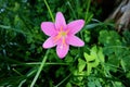 Rain Lily or Fairy Lily. Flowers in the garden.