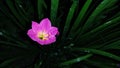 Rain Lily Flower And Another Name Is Zephyranthes Minuta