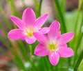 Rain lily flower Royalty Free Stock Photo