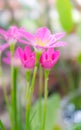 Rain lily flower Royalty Free Stock Photo