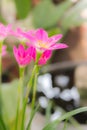 Rain lily flower