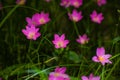 Beautiful pink Zephyranthes flower blossom Rain Lily or Fairy Lily, Zephyranthes spp., Amarylieaceae Royalty Free Stock Photo