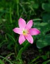 Rain lily flowers (ZEPHYRANTHES PLANT) in Thailand Royalty Free Stock Photo