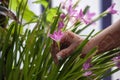 Rain lily flowers/ Zephyranthes grandiflora