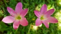 Rain Lily Pink Flowers - Zephyranthes Royalty Free Stock Photo
