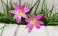 Rain Lily is planted on the steps, Pink flowers.