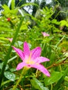 A rain lily with a rainy day Royalty Free Stock Photo