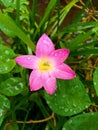 A rain lily with a rainy day Royalty Free Stock Photo