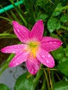 A rain lily with a rainy day Royalty Free Stock Photo