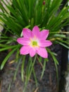 Rain lily red flower  farden Royalty Free Stock Photo