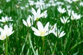 Rain Lily White (Zephyranthes Candida) Royalty Free Stock Photo