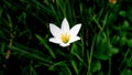 Rain Lily or zephyranthes close up Royalty Free Stock Photo